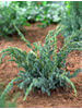Juniperus squamata Meyeri