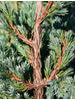 Juniperus squamata Meyeri