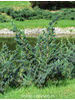 Juniperus squamata Meyeri