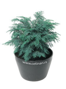 Chamaecyparis lawsoniana Mini Globus