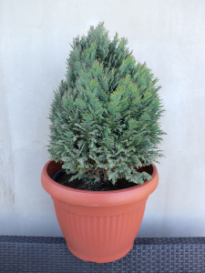 Chamaecyparis lawsoniana Minima Glauca