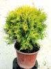 Thuja occidentalis Mirjam