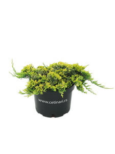 Juniperus horizontalis Golden Carpet
