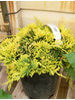 Juniperus horizontalis Golden Carpet