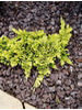 Juniperus horizontalis Golden Carpet