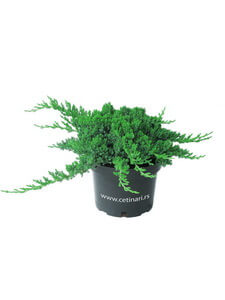 Juniperus procumbens Nana