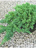 Juniperus procumbens Nana