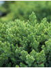 Juniperus procumbens Nana