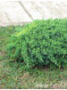 Juniperus procumbens Nana