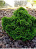 Chamaecyparis obtusa Nana Gracilis