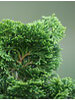 Chamaecyparis obtusa Nana Gracilis