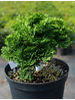 Chamaecyparis obtusa Nana Gracilis