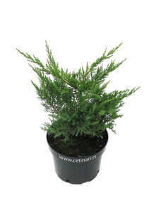 Juniperus chinensis Pfitzeriana