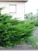Juniperus chinensis Pfitzeriana