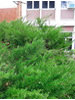 Juniperus chinensis Pfitzeriana