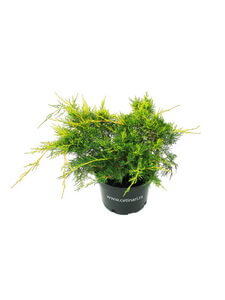 Juniperus chinensis Pfitzeriana Aurea