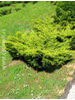 Juniperus chinensis Pfitzeriana Aurea