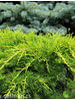 Juniperus chinensis Pfitzeriana Aurea