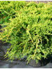 Juniperus chinensis Pfitzeriana Aurea