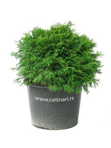 Thuja occidentalis Recurvata