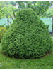 Thuja occidentalis Recurvata