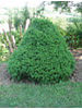 Thuja occidentalis Recurvata