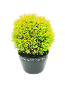 Thuja occidentalis Rheingold