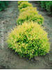Thuja occidentalis Rheingold