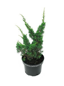 Juniperus chinensis Blaauw