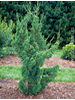 Juniperus chinensis Blaauw