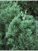 Juniperus chinensis Blaauw