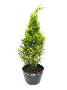 Chamaecyparis lawsoniana Romana