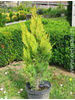 Chamaecyparis lawsoniana Romana