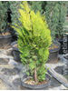 Chamaecyparis lawsoniana Romana