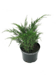 Juniperus chinensis Sea Green