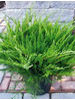 Juniperus chinensis Sea Green