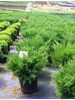 Juniperus chinensis Sea Green