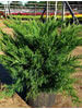 Juniperus chinensis Sea Green