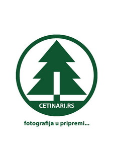 Juniperus virginiana Skyrocket