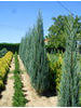 Juniperus virginiana Skyrocket