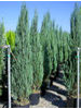 Juniperus virginiana Skyrocket