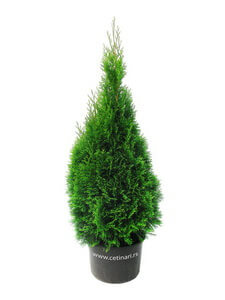 Thuja occidentalis Smaragd