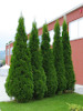 Thuja occidentalis Smaragd