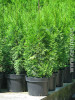 Thuja occidentalis Smaragd