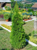 Thuja occidentalis Smaragd