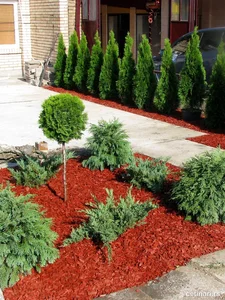 Topijar: Tuja Smaragd na štapu