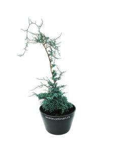 Chamaecyparis pisifera Squarrosa Intermedia