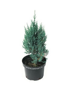 Juniperus chinensis Stricta