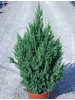 Juniperus chinensis Stricta