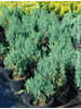 Juniperus chinensis Stricta